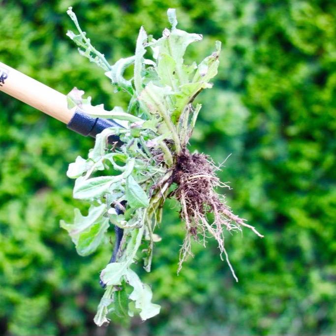 Grampa's Weeder - The Original Stand Up Weed Puller Tool with Long Handle - Made with Real Bamboo & 4-Claw Steel Head Design - Easily Remove Weeds Without Bending, Pulling, or Kneeling